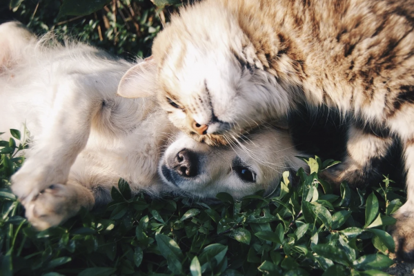 Chiens et chats