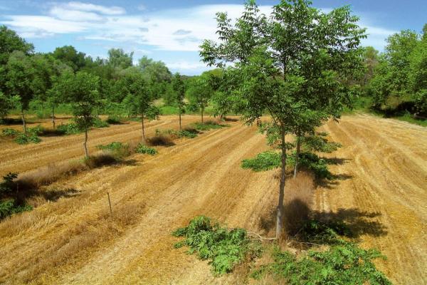 Photo de l'agroforesterie à la Ferme de la Loge