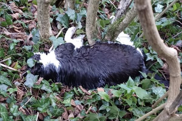 Chat empoisonné