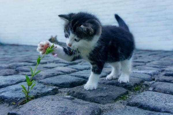 Photo d'un petit chat