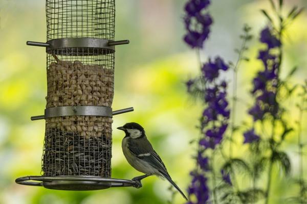 Image d'une mésange sur un mangeoire