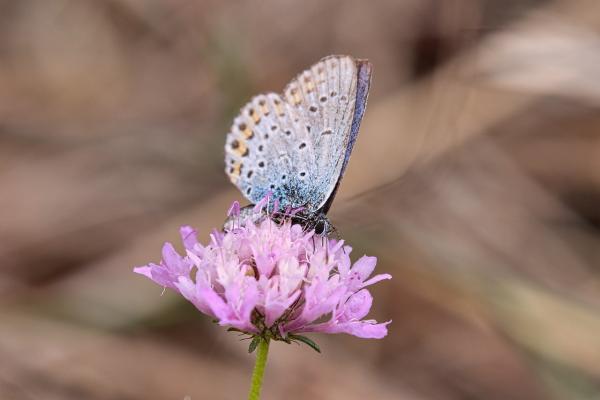 papillon