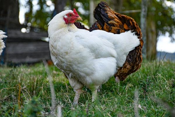 Photo représentant deux poules