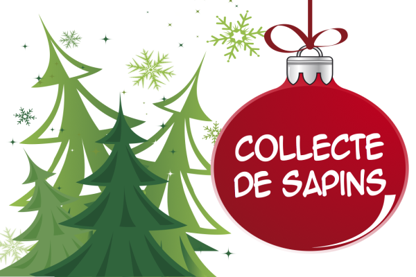 Collecte sapin