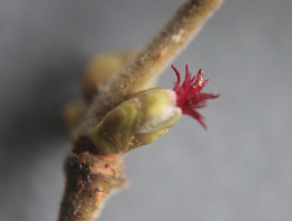 1 La fleur femelle de noisetier est touchante de délicatesse, ses minuscules stigmates rouges sont ses seuls atouts ; en captant le pollen, ils lui permettront d'être fécondée et donc de survivre .