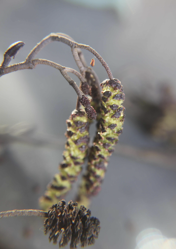 12 En cette fin d'hiver la rivière reste sagement dans son lit mais son niveau est assez haut, les aulnes balancent leurs branches juste au-dessus de la surface de l'eau ; à l'extrémité des rameaux, fleurs mâles, fleurs femelles et cônes de l'année précédente se côtoient, harmonisant leurs couleurs avec le velours pourpre des bourgeons. Aulne glutineux, Verne, Vergne (Alnus glutinosa, famille des Bétulacées).