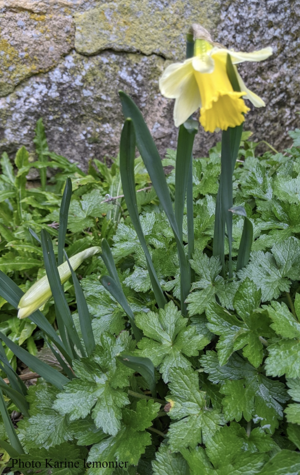 13 Par Karine LEMONIER Les premières jonquilles commencent à fleurir dans les bois et les prairies humides ; ce sont les plus grandes et sans doute les plus belles fleurs du moment. Jonquille, Coucou, Jeannette jaune, Narcisse trompette, Pâquette, Porion, Bonhomme, Godet, Chaudron, Porillon, Campagne jaune, Clochette des bois, Gringande (Narcissus pseudonarcissus ou Narcissus jonquilla, famille des Amaryllidacées). <Narcissus jonquilla1-2.jpg>