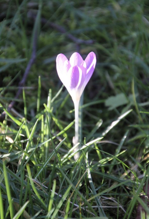 14 Le crocus se dresse au-dessus de l'herbe rase et claironne le retour du printemps. Son aspect rappelle celui de la colchique d'automne, qui, elle, est une Liliacée. Comme la colchique, le crocus est une plante à corme, tige souterraine dont la forme évoque un bulbe. A l'état spontané, il est plutôt méridional, mais il survit très bien lorsqu'il est implanté. Crocus de printemps, Crocus de Naples ou Crocus printanier (Crocus vernus, famille des Iridacées).