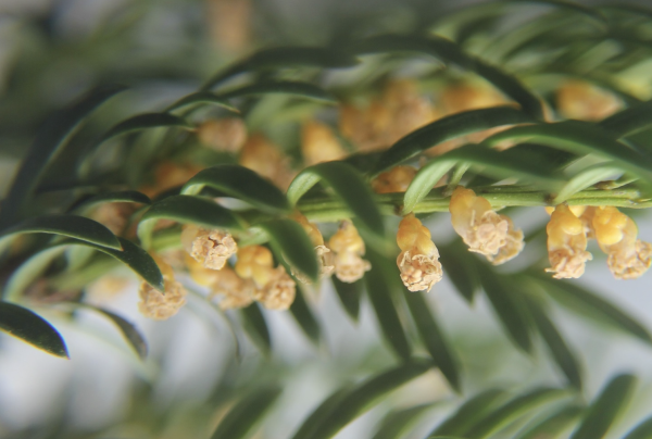 15 Les fleurs mâles de l'if sont petites mais très nombreuses, elles assurent une production très abondante de pollen comme chez les autres plantes à pollinisation anémophile (par le vent). If commun, If à baies, Ifreteau (Taxus baccata, famille des Taxacées).