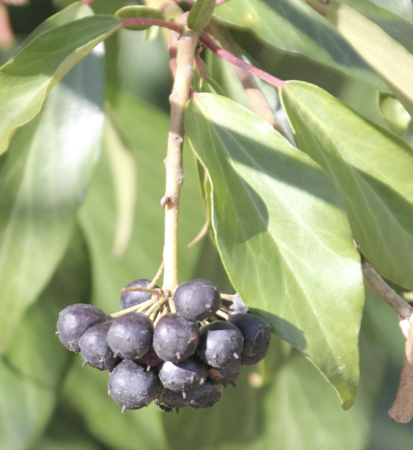 16 Les fruits du lierre sont une aubaine pour les merles dont les ressources alimentaires sont encore rares à cette saison. En échange de cette aide précieuse, les oiseaux, qui ne digèrent que la pulpe, disséminent les graines de la plante par leurs fientes. Lierre, Lierre grimpant, Lierre des poètes, Herbe de St Jean, Bourreau des arbres, Rondelette, Rondette, Rondote, Courroie de St Jean, Terrette, Drienne, Lierret (Hedera helix, famille de Araliacées).