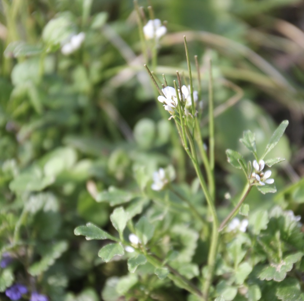 17 La cardamine hirsute est facilement reconnaissable à ses fruits allongés (siliques), portés par des pédoncules qui s'insèrent en bas de l'inflorescence mais qui en dépassent souvent le sommet. A maturité, ces fruits s'ouvrent brusquement au moindre contact et dispersent les graines à plusieurs dizaines de centimètres. Cardamine hirsute, Cardamine hérissée, (Cardamine hirsuta, famille des Brassicacées).