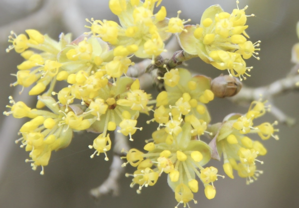 18 Habituellement très discret, le cornouiller mâle semble fier de ses ombelles de petites fleurs jaunes qui le distinguent pour un temps des autres feuillus. Cornouiller mâle, Cornier, Cormier, Corniolay, Fuselier, Aournier, Savignon, Bois de fer, Courgeli