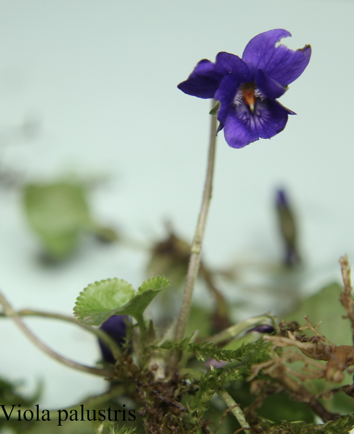 19 Les violettes fleurissent maintenant un peu partout. La violette odorante a tendance à se cacher dans l'ombre, elle et n'a pas la hardiesse de la violette des chiens qui aime se montrer. La violette des marais quant à elle, se réserve les lieux humides.  Violette odorante ou Violette des haies (Viola odorata), Violette de chien ou Violette de serpent (Viola canina), Violette des marais (Viola palustris), familles des Violacées.