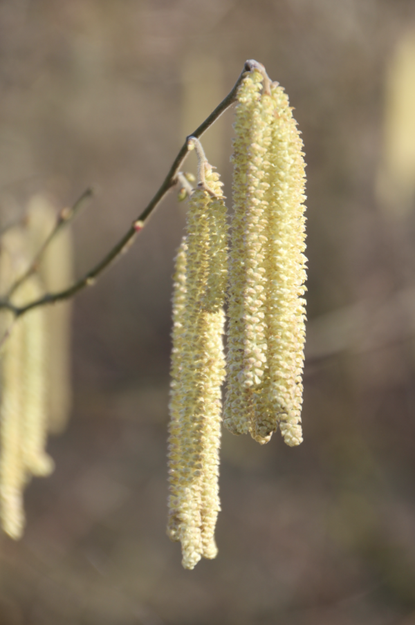 2 Noisetier, Coudrier, Avelinier - Corylus avellana, famille des Bétulacées.  L'absence d'insectes au milieu de l'hiver ne nuit pas à la stratégie de reproduction du noisetier ; en effet, elle commence par une pollinisation par le vent. Cette anémogamie suppose une production massive de pollen parfaitement réalisée par les chatons, qui ne sont autres que des grappes de fleurs mâles. 