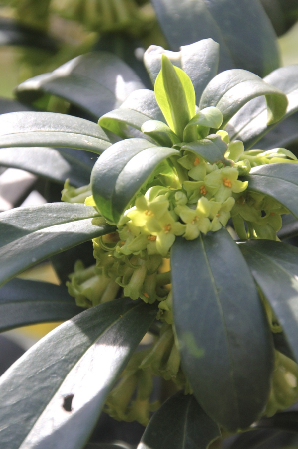 20 Le laurier des bois aime la fraîcheur que lui apporte l'ombre des grands arbres. Toujours vert, il fleurit bien avant que ses voisins bourgeonnent . Laurier des bois, Lauréole, (Daphne laureola, famille des Thyméléacées).