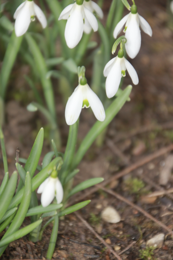 3 Assez rare à l'état spontané, le perce-neige est toujours une heureuse rencontre. En langage des fleurs il est assimilé à un heureux présage ; il apporte consolation et espoir., Perce-neige (Galanthus nivalis, famille des Amaryllidacées), encore appelé Clochette d'hiver, Galanthe des neiges, Galanthine, Galant d'hiver ou encore Goutte de lait.