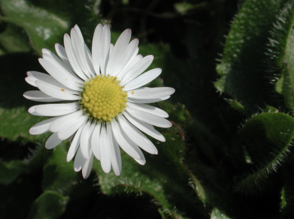 5 Elle symbolise l'innocence. C'est la fleur des premiers dessins d'enfant, elle compose les premiers bouquets offerts à leur maman par les bambins s'aventurant sur la pelouse de leur démarche hésitante ; malgré les rempératures encore bien fraîches, elle fleurit talus et prairies rases. L'humble pâquerette mérite bien un regard et même une photo.  Pâquerette ou Pâquerette vivace (Bellis perennis, famille des Astéracées).