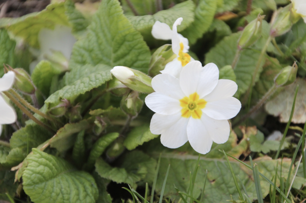 7 La primevère symbolise la jeunesse et la candeur. Quel plaisir de revoir ses fleurs au teint velouté annonciatrices de la fin de l'hiver ! Si le terrain est favorable, les primevères se répandent rapidement grâce aux fourmis qui transportent leurs graines ; ce mode de dissémination est un exemple de myrmécochorie.  Primevère acaule, Primevère à grandes fleurs, olivetta (Primula vulgaris, familles des Primulacées).