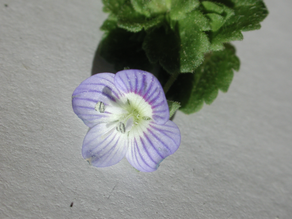 8 Véronique de Perse, Boyau de chat, Plante à thé, (Veronica persica, famille des Scrophulariacées)