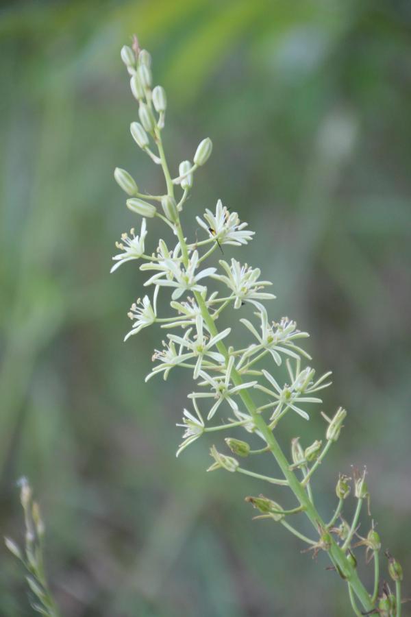 101 L'aspergette est comestible mais il faut la récolter avant la floraison. Aspergette, Ornithogale des Pyrénées, Asperge des bois, Houblon de montagne, Epi de lait, (Ornithogalum pyrenaicum, famille des Liliacées).