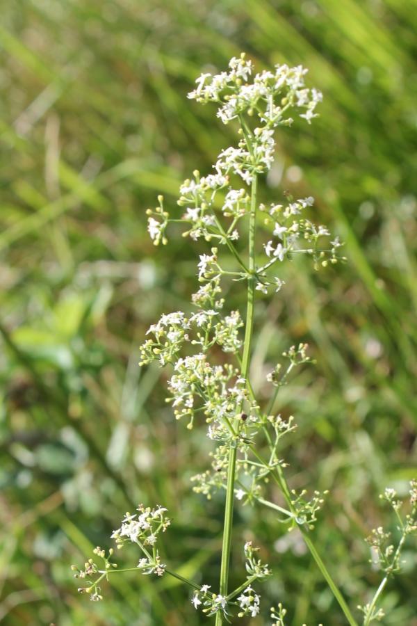 102  Le gaillet commun présente les caractéristiques de sa famille : petites fleurs à quatre pétales en croix et tige quadrangulaire. Ses fleurs sont blanches comme celles du gaillet gratteron ou de la garance, mais elles sont beaucoup plus nombreuses et groupées en inflorescences. Gaillet commun, Gaillet mollugine, Caille-lait blanc, Grosse croisette, (Galium mollugo, famille des Rubiacées).