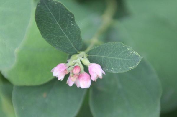 105 D'origine américaine, la symphorine blanche est naturalisée depuis longtemps ; on la trouve dans les forêts, les haies et les friches. Symphorine blanche, Symphorine à fruits blancs, Chèvrefeuille de Caroline, (Symphoricarpos albus, famille des Caprifoliacées).