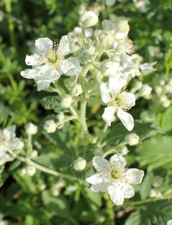 106 La ronce des bois est une ressource alimentaire très appréciée des chevreuils ; ses fruits, utilisés en confiserie et en distillerie, s'apprécient tout simplement nature, en tartes ou en confiture. On attribue aux feuilles et aux jeunes pousses des propriétés astringentes, toniques et diurétiques. Ronce des bois, Aronce, Mûrier des haies, Mûrier sauvage, Mûron, (Rubus fruticosus, famille des Rosacées).