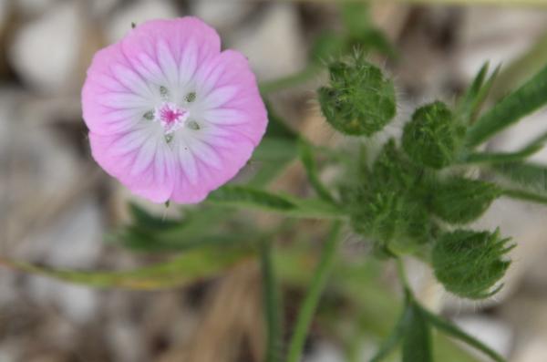 107 De temps en temps, le liseron des champs prend de la hauteur en s'enroulant autour d'une tige, mais le plus souvent il se contente de ramper au sol ; ses fleurs roses, rayées de blanc, ne durent parfois qu'une seule journée. Liseron des champs, Petit liset, Campanette, Clochette champêtre, (Convolvulus arvensis, famille des Convolvulacées).