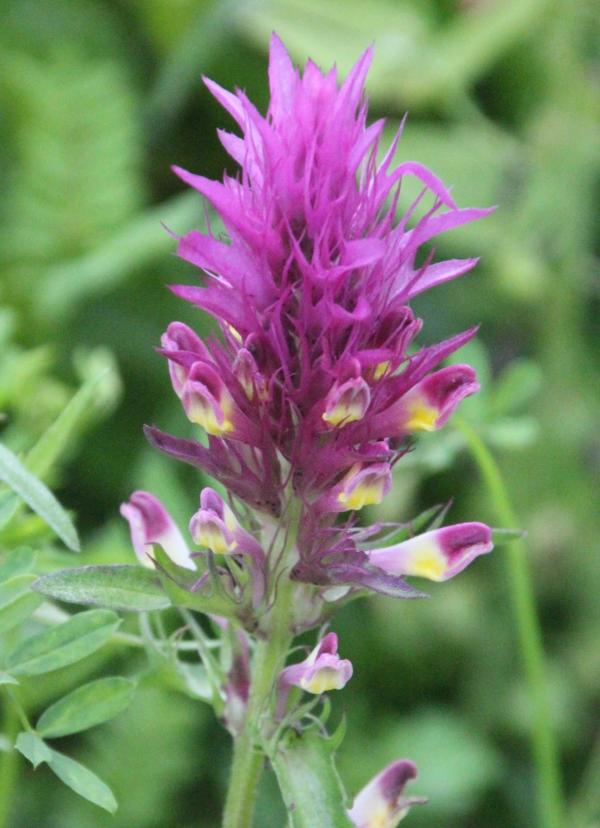 108 Le mélampyre des champs est très séduisant avec ses épis hauts en couleurs ; mais qu'on ne s'y trompe pas, c'est d'une part, une plante hémiparasite qui se fixe sur les racines de différentes herbes ; d'autre part, ses graines, du même calibre que les grains de blé, peuvent s'y mélanger, ce qui colore la farine en rouge. Mélampyre des prés, Blé de vache, Fromentelle, Herbe rouge, Mahon, Queue de loup, (Melampyrum arvense, famille des Orobranchacées, anciennement Scrophulariacées)