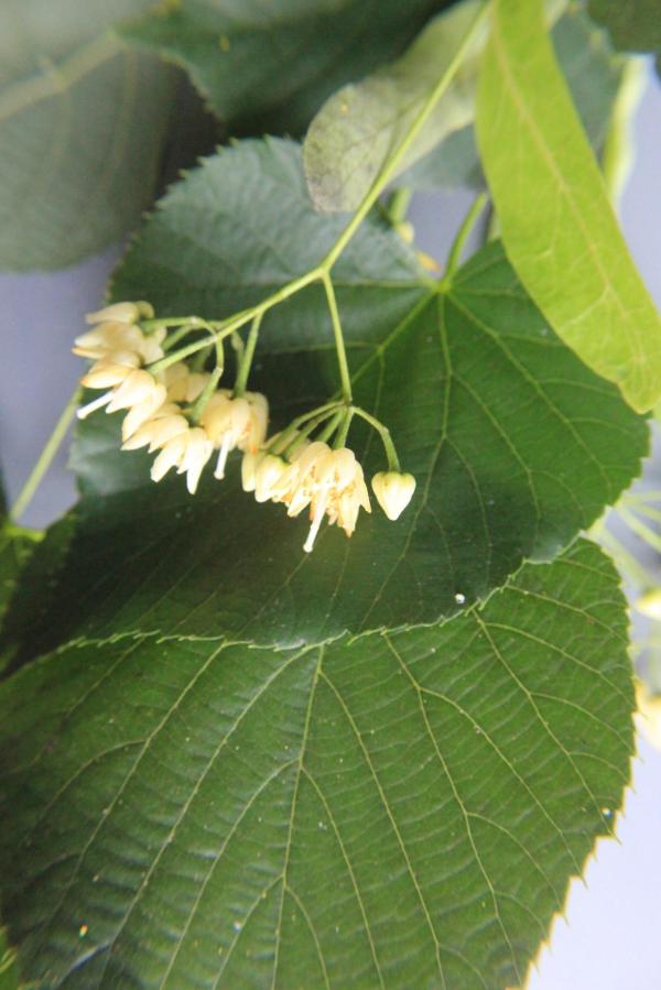 109 Avis aux amateurs de tisane, les tilleuls sont en fleurs. Tilleul à petites feuilles (Tilia cordata, famille des Tiliacées).