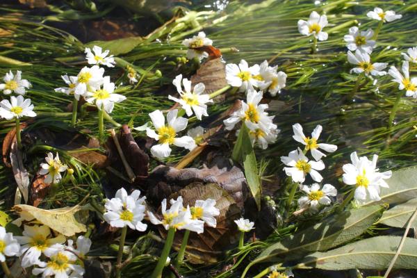 110 Les renoncules aquatiques passent leur vie sous la surface de l'eau, elles n'émergent que pour mettre leurs fleurs au soleil et les offrir aux insectes pollinisateurs. Quand la rivière s'élargit et devient peu profonde, la plante forme des herbiers qui peuvent occuper tout l'espace. Renoncule aquatique (Ranunculus aquatilis, famille des Renonculacées).