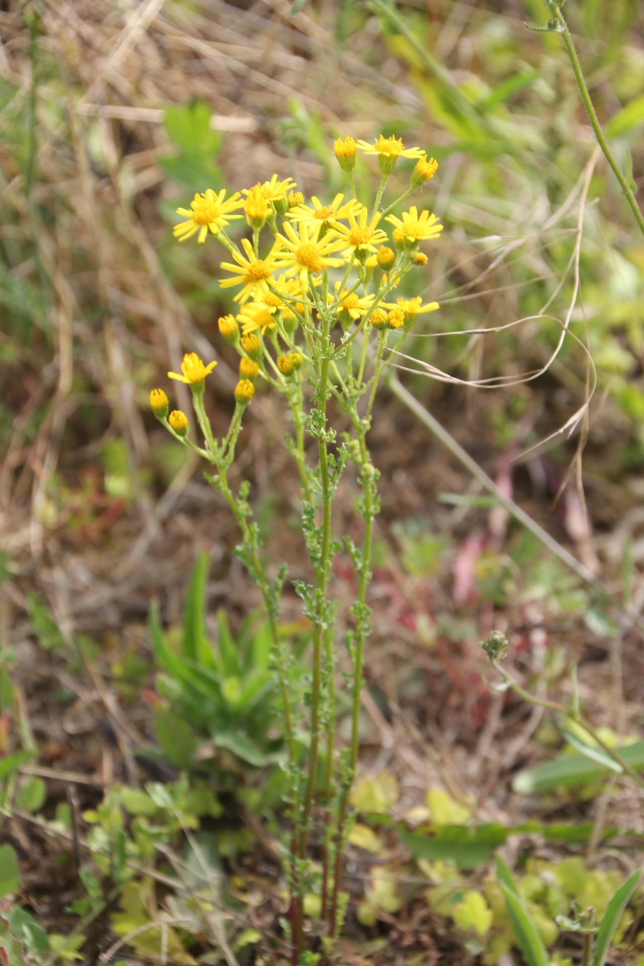 112 Le séneçon jacobée est une herbe toxique qui peut prêter à confusion avec d'autres plantes à usage médicinal. Il faut repérer ses caractéristiques botaniques  : fleurs en capitule, ligulées en périphérie et tubulées au centre, feuilles plurilobées, enserrant partiellement la tige à leur base, glabres sur le dessus. La section de la tige ne libère pas de latex (à la différence des laiterons). Séneçon jacobée, Séneçon de Jacob, Jacobée commune, Herbe de Saint-Jacques, (Senecio jacobaea ou Jacobaea vulgari