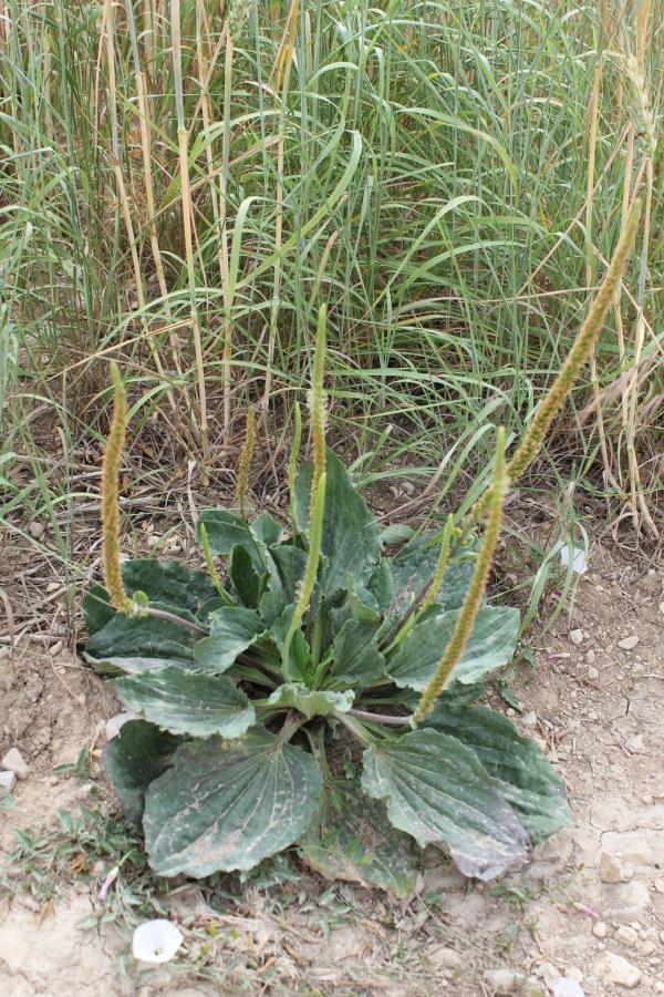 114 Les plantains sont réputés pour leurs vertus médicinales mais les qualités qu'on leur attribue varient d'un auteur à l'autre. En résumé, le plantain ça fait du bien. Le grand plantain et le plantain lancéolé diffèrent surtout par la forme de leurs feuilles ; celles du premier sont larges, avec un pétiole ailé,  celles du second sont allongées. Leurs fleurs sont bien modestes, mais elles attirent cependant les papillons, comme la piéride du réséda (photo). Par contre, il n'y a guère que les chenilles de 