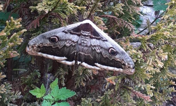 117 Le grand paon de nuit est le plus grand de nos papillons. Ses chenilles se nourrissent surtout des feuilles des arbres fruitiers de la famille des rosacées,  mais on les trouve aussi sur d'autres arbres ( frênes ...). Grand paon de nuit (Saturnia pyri, Insecte Lépidoptère). Imago, photo Irène Nicoullaud. Ocelle S Féron