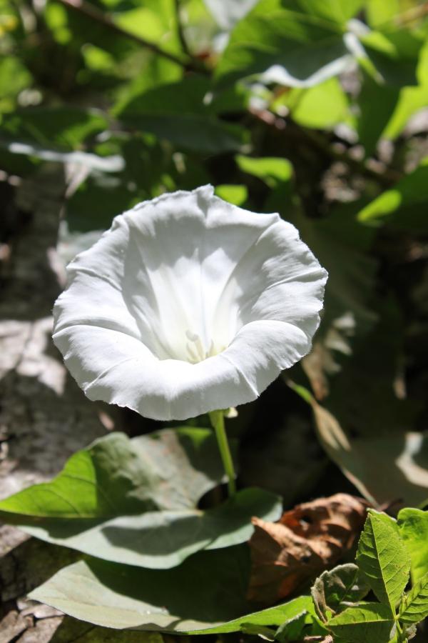 118 Le liseron des haies en cherchant à s'élever, se love autour des plantes voisines. Grâce à cette étreinte il peut s'épanouir et montrer ses belles fleurs blanches. Liseron des haies, Grand liseron, Manchette de la vierge, (Calystegia sepium, famille de Convolvulacées).