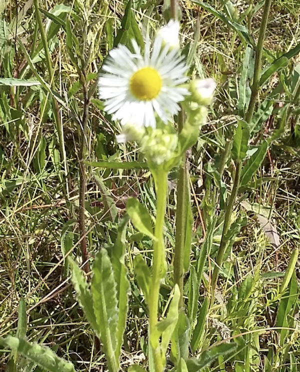 119 Les vergerettes sont un peu comme des pâquerettes qui, dopées par on ne sait quelle potion magique, auraient grandi démesurément. Vergerette annuelle, Erigeron annuel (Erigeron annuus, famille des Astéracées).