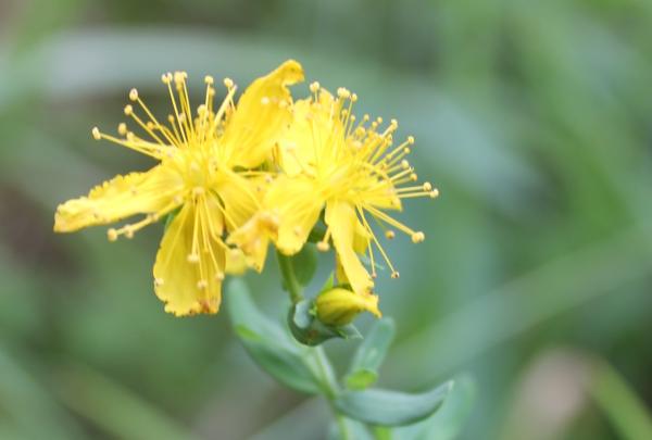 121 Le millepertuis perforé est reconnaissable à ses fleurs à cinq pétales entourant de nombreuses étamines et à ses feuilles entières à bord régulier, un peu allongées, sans pédoncule ; placées à contre-jour les feuilles peuvent sembler percées de trous à cause de la présence de glandes translucides disséminées dans le limbe. Millepertuis perforé (Hypericum perforatum, famille des Hypéricacées).