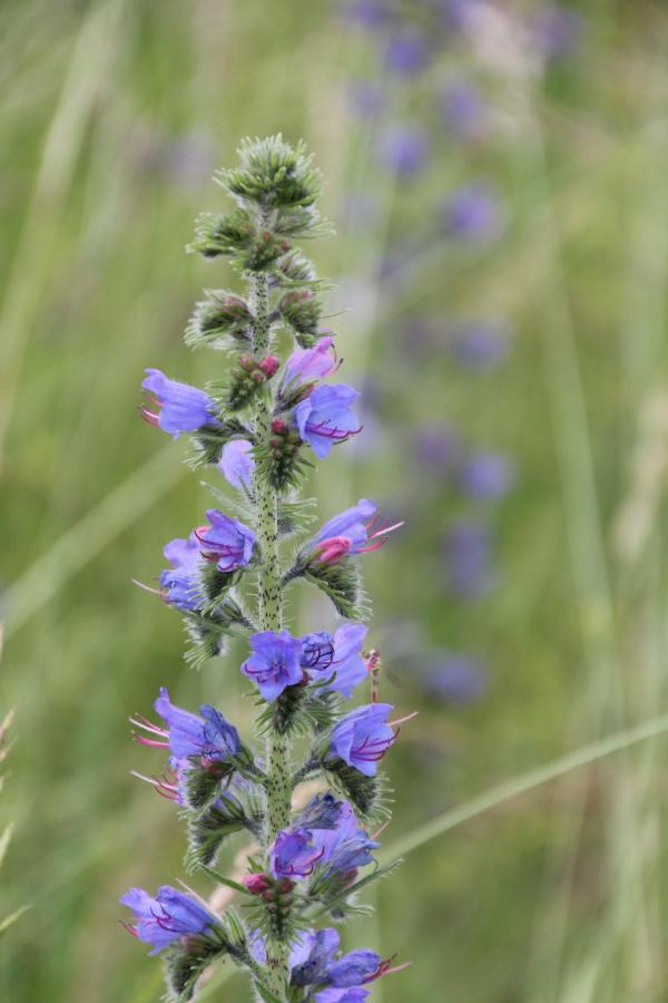 122 La vipérine croît dans les friches ; elle se plait également sur le bord des routes qu'elle agrémente des ses fleurs bleues et roses. Vipérine commune, Serpentine, (Echium vulgare, famille des Borraginacées).