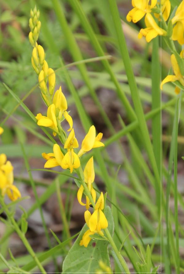 123 Les deux plantes ont la même allure générale. Disposées de la même manière que celles du mélilot blanc, les fleurs du mélilot officinal, plus grandes, sont d'un jaune très dense. Mélilot officinal (Melilotus officinalis), Mélilot blanc (Melilotus albus), famille de Fabacées.