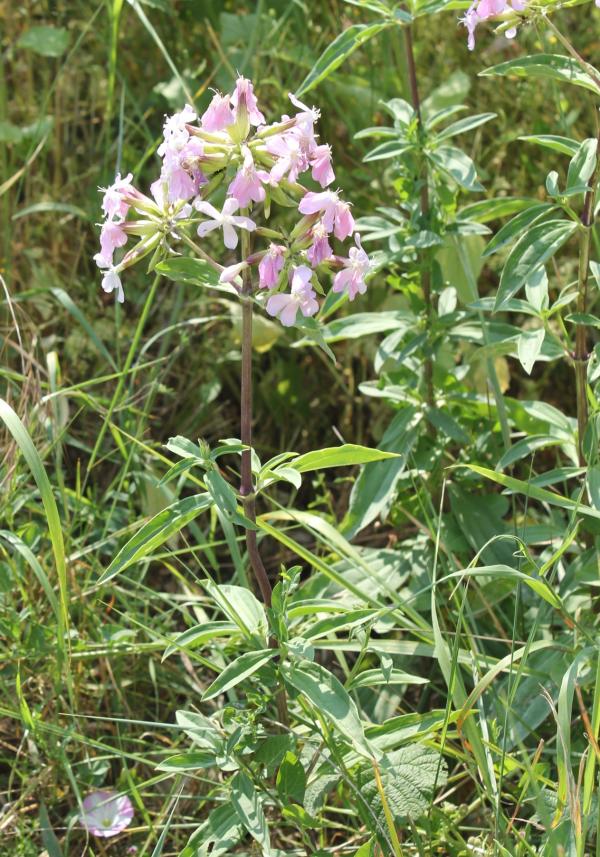 124 La première qualité de la saponaire officinale est d'être une belle fleur ; on lui prête des vertus médicinales mais la saponine contenue dans les gaines et le rhizome est toxique ; en revanche cette substance a permi l'utilisation de la plante comme substitut de savon. Saponaire officinale, Savonnaire, Savonnière, Saponière, Herbe à savon, Savon des fossés (Saponaria officinalis, famille des Caryophyllacées).