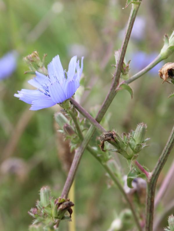 129 Pour être fleur bleue, la chicorée sauvage n'en est pas moins coriace. Elle est fortement ancrée dans le sol par une racine pivotante, sa tige rameuse est rigide et solide. Elle est à l'origine de nombreuses sous-espèces cultivées. On lui prête des vertus tonifiantes, dépuratives et digestives. Chicorée sauvage, Chicorée amère, Yeux de chat, Barbe de capucin, (Cichorium intybus, famille des Astéracées).