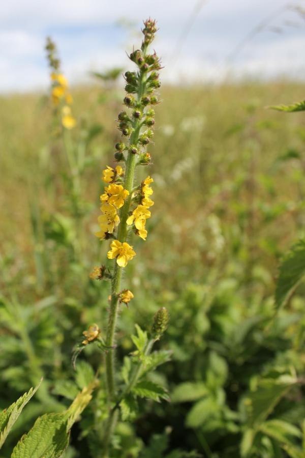 130 L' aigremoine se perd parmi les herbes sèches dans les prairies calcaires. Ses épis jaunes restent discrets, mais, l'automne venu, on s'apercevra que la plante est très présente, elle laissera ses petits fruits coniques accrochés aux pantalons et au pelage des chiens. Aigremoine, Aigremoine eupatoire, Eupatoire des anciens Thé des bois, ( Agrimonia eupatoria, famille des Renonculacées).
