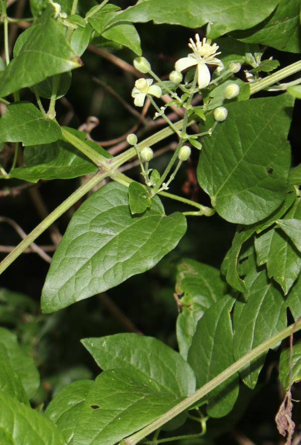131 La clématite des haies est la plus vigoureuse de nos lianes. Parfois elle s'éprend d'un jeune arbre et l'enlace ; des années durant elle lui reste fidèle ; elle devient alors suffisamment forte pour nous aider  à grimper dans les branches. Clématite des haies, Vigne blanche, Herbe aux gueux, Clématite brûlante, Vigne de Salomon, Viorne des pauvres, Berceau de la vierge, Cheveux de la Bonne Dame, Cranquiller, Bois de pipe, Bois à fumer, Aubervigne, (Clematis vitalba, famille des renonculacées).