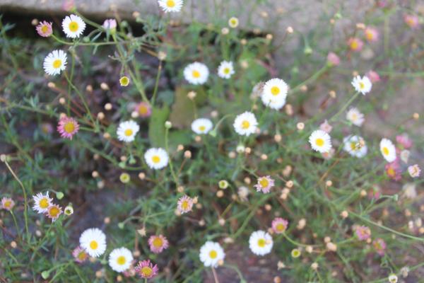 132 Trop souvent, on ne la remarque même pas, pourtant la vergerette mucronée aimerait bien ne pas être considérée comme une simple pâquerette ! Contrairement à cette dernière, ses tiges sont ramifiées et portent de nombreuses fleurs qui se renouvellent depuis le mois de mai jusqu'en novembre. Vergerette mucronée, Pâquerette des murailles, Marguerite naine, Vergerette de Karvinski, (Erigeron karvinskianus, famille des Astéracées).