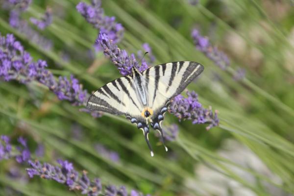 133 Un flambé en visite sur une fleur de lavande. Flambé (Iphiclides podalirius, Insecte Lépidoptère). Lavande officinale, Lavande vraie, Lavande à feuilles étroites, (Lavandula angustifolia, famille des lamiacées).
