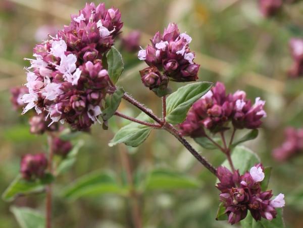 134 Il est utilisé comme condiment et pour ses propriétés antiseptiques et digestives, l'origan est parfaitement adapté à l'aridité des sols calcaires. Origan commun, Marjolaine sauvage, Marjolaine vivace, (Origanum vulgare, famille des lamiacées).