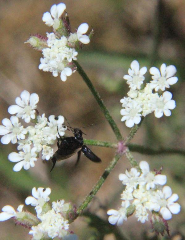 135 On reconnaît le torilis des champs à son aspect frêle, à ses ombelles légères sans bractées en dessous et à ses feuilles deux à trois fois divisées, avec un segment terminal plus long. Comme de nombreuses plantes de sa famille, il attire les punaises arlequin. C'est par hasard, ou bien à cause de la proximité de fourmis parmi lesquelles ses larves se développent, qu'on y voit un clytre à quatre points. Torilis des champs (Torilis arvensis, famille des Apiacées) - Punaise Arlequin , Graphosome d'Italie (