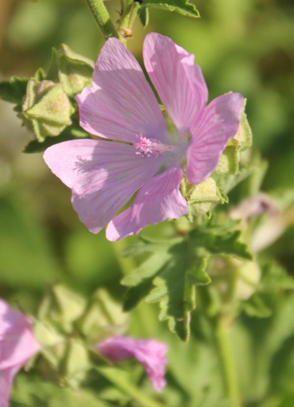 138 La mauve musquée est une belle fleur sauvage ; parfois, elle séduit les jardiniers et se retrouve alors dans sa famille, parmi les roses trémières et les lavatères. Elles préfère les terres riches et plutôt acides Mauve musquée, (Malva moschata, famille des malvacées).