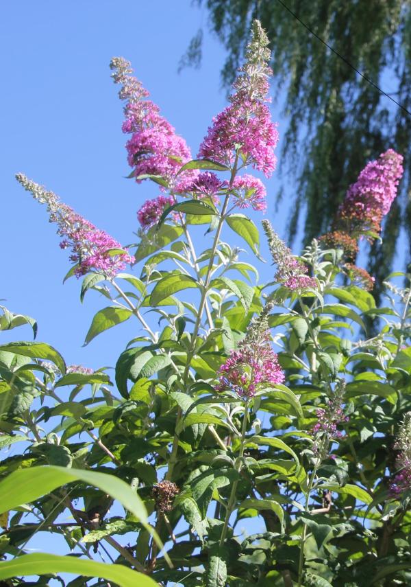 140 L'arbre aux papillons est une espèce conquérante, elle fait partie des espèces pionnières dans les terrains vagues et dans les ruines. Il mérite une place dans les jardins grâce à ses belles grappes de fleurs très souvent visitées par les papillons. Arbre aux papillons, Buddleia de David, (Buddleja davidii, famille des Scrofulariacées).
