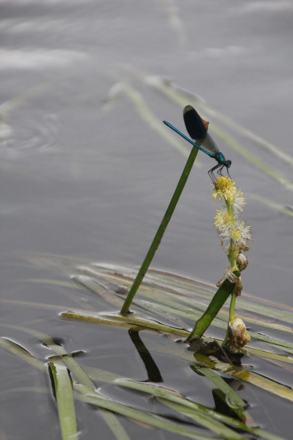 141 Le rubanier forme des herbiers subaquatiques importants. Lorsque la profondeur est faible, il sort de l'eau, ses feuilles sont alors différentes et ressemblent à celles des iris ; Réfugié dans une zone de courant faible, en compagnie des demoiselles, il attend tranquillement le retour des animaux qui viendront s'abreuver. Rubanier, Rubanier d'eau, Rubanier rameux, (Sparganium erectum, famille des Typhacées). Demoiselle, Caloptéryx éclatant, Caloptéryx splendide, (Calopteryx splendens, Insecte odonate).